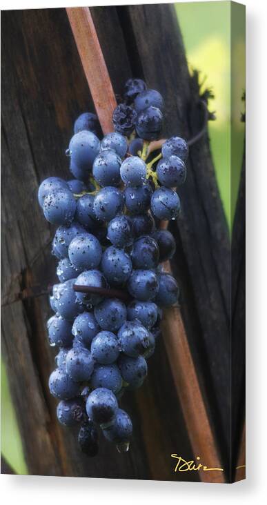 Purple Grapes Canvas Print featuring the photograph Bounty by Peggy Dietz