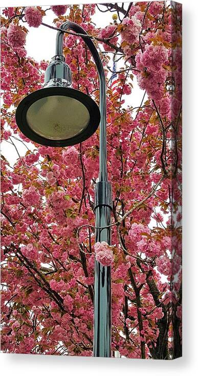 Cherry Blossoms Canvas Print featuring the photograph Cherry Blossoms Lamp Post by Rob Hans