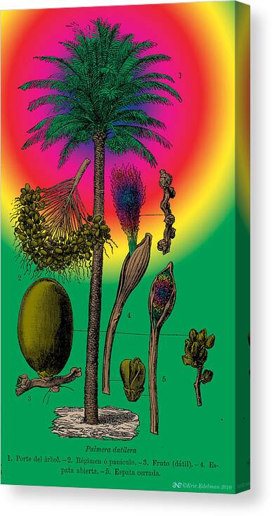 Date Palm Canvas Print featuring the digital art Date Palm by Eric Edelman