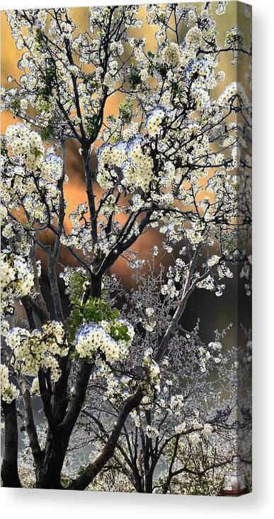 Tree Canvas Print featuring the digital art Digital Abstract Of Spring Blossoms by Eric Forster