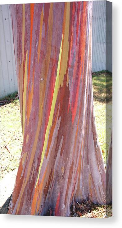 Eucalyptus Canvas Print featuring the photograph Eucalyptus Tree Bark by Kevin Smith