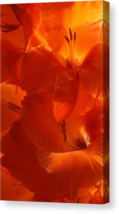 Flowers Canvas Print featuring the photograph Fire Whispers by Danielle R T Haney