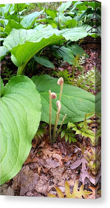 Fungi Canvas Print featuring the photograph Fungi Flower of the Forest by Stacie Siemsen
