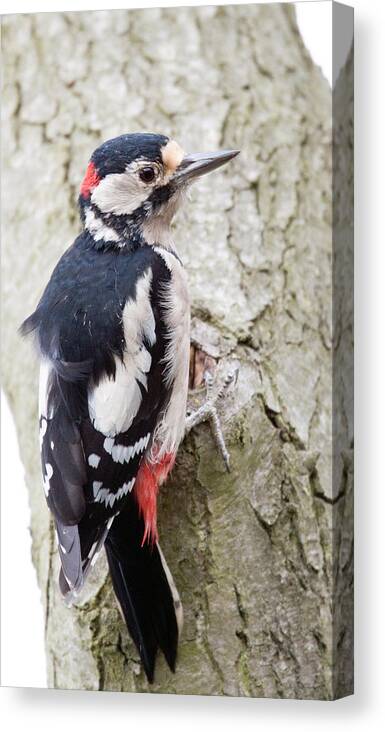 Greater Spotted Woodpecker Canvas Print featuring the photograph Greater Spotted Woodpecker by Bob Kemp