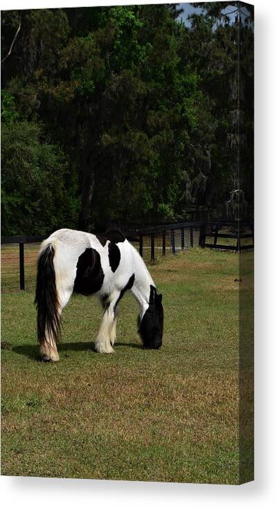 Gypsy Vanner Horse 2 Canvas Print featuring the photograph Gypsy Vanner Horse 2 by Warren Thompson