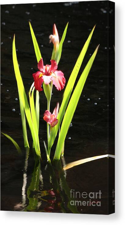 Flower Canvas Print featuring the digital art Iris in Water by Lisa Redfern