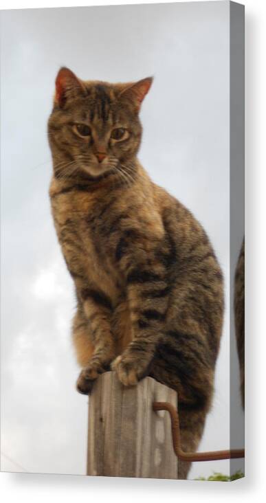 Cat Canvas Print featuring the photograph Kat Soop by Sheri Keith