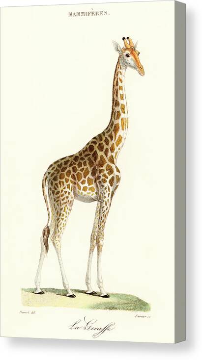 Yellow Canvas Print featuring the painting La Giraffe by Vincent Monozlay