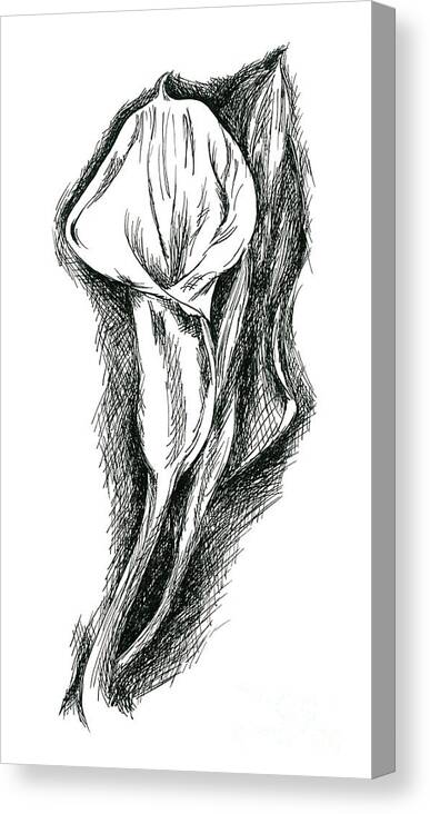 Calla Canvas Print featuring the drawing Long Stemmed Calla Lily by MM Anderson