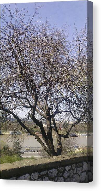 Old Tree Canvas Print featuring the photograph Old tree behind a stone wall by Anamarija Marinovic