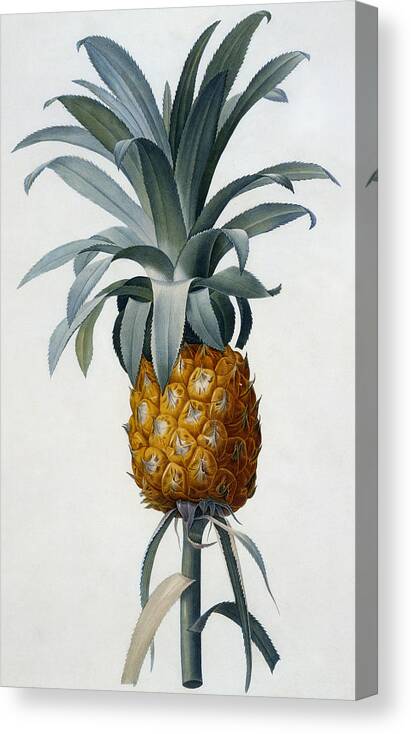 Redoute Canvas Print featuring the painting Pineapple by Pierre Joseph Redoute