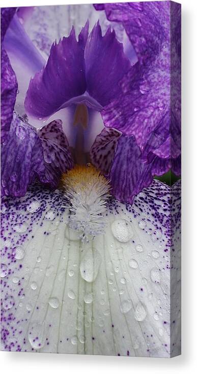 Flora Canvas Print featuring the photograph Raining Iris by Bruce Bley