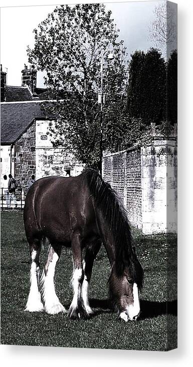 Pony Canvas Print featuring the photograph Solitary I by HweeYen Ong
