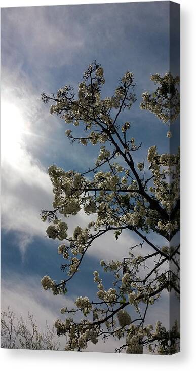 Tree Canvas Print featuring the photograph Spring Blossom Sky by Eric Forster