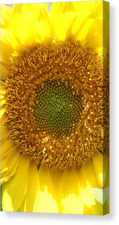 Sunflower In Hues Of Yellow And Green. Canvas Print featuring the photograph Sunflower by Floral Notes By D