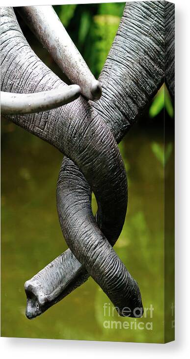 Animal Canvas Print featuring the photograph Tangled Trunks by Ray Shiu