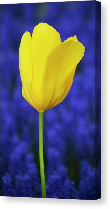 Tulip Canvas Print featuring the photograph The only one by Elvira Butler
