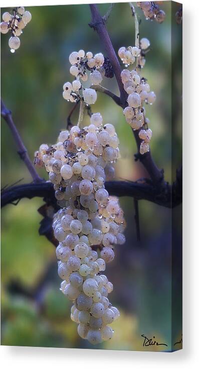 Grapes Canvas Print featuring the photograph The Promise by Peggy Dietz