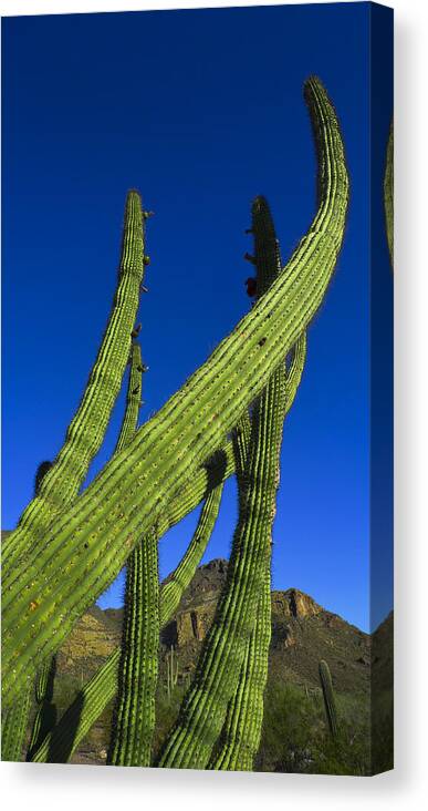 Tickle Me Canvas Print featuring the photograph Tickle Me by Skip Hunt