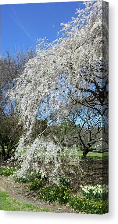 Cherry Canvas Print featuring the photograph Weeping Cherry Starting to Bloom by Liza Eckardt
