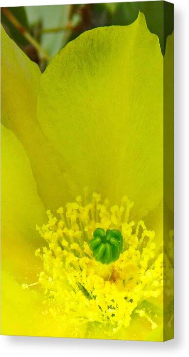  Arizona Canvas Print featuring the photograph Yellow Bloom 1 - Prickly Pear Cactus by Judy Kennedy