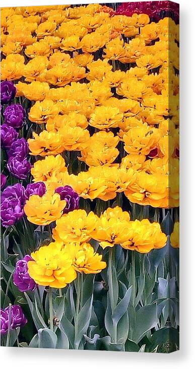 Yellow Canvas Print featuring the photograph Yellow Violets by Oleg Zavarzin
