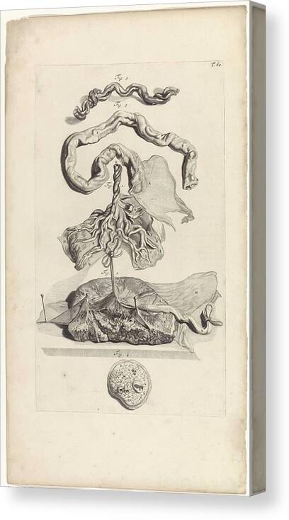 Anatomy Canvas Print featuring the painting Anatomical study of the umbilical cord and the placenta, Pieter van Gunst, after Gerard de Lairesse, by Gerard de Lairesse
