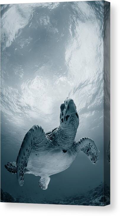 Turtle Canvas Print featuring the photograph Elegy by Andrey Narchuk