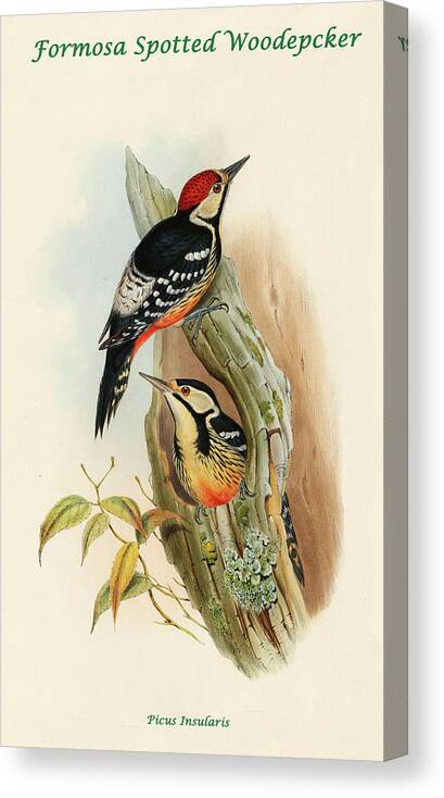 Woodpecker Canvas Print featuring the painting Formosa Spotted Woodpecker by John Gould