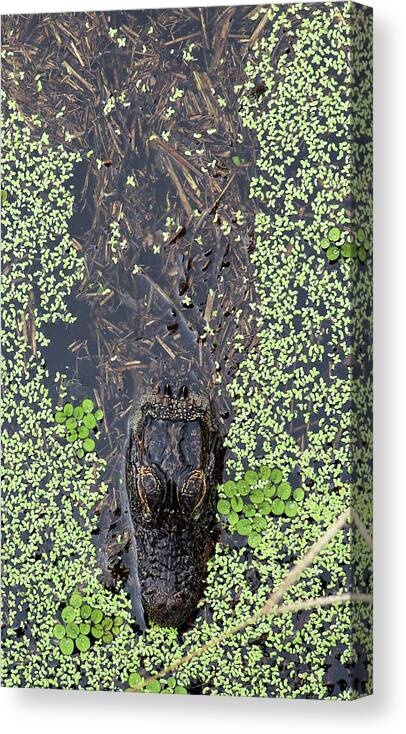 Alligator Canvas Print featuring the photograph From the Sticks by Michael Allard
