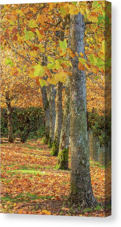 Autumn Canvas Print featuring the photograph In a Row by Bob Cournoyer