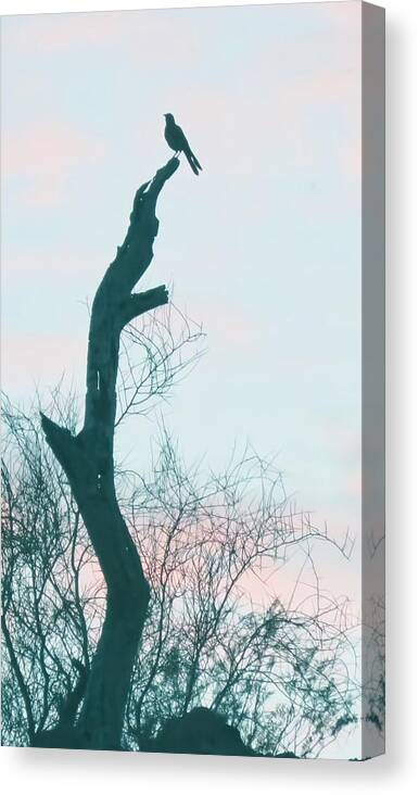 Arizona Canvas Print featuring the photograph Proud Thrasher by Judy Kennedy