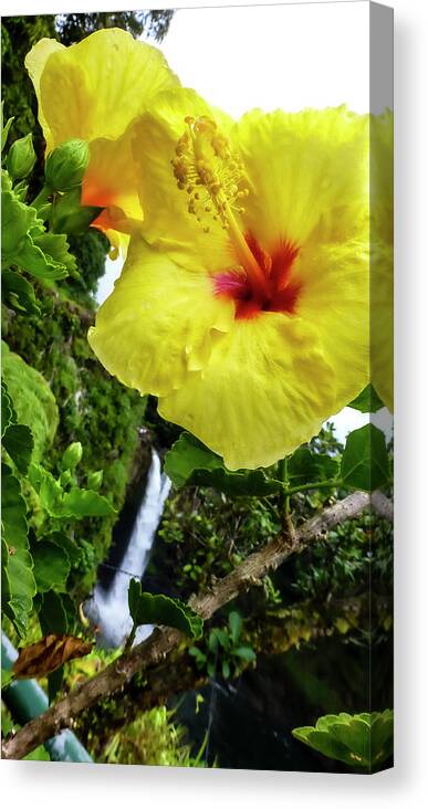 Hawaii Pictures Canvas Print featuring the photograph Hawaii Flower Photography 20150713-685 by Rowan Lyford