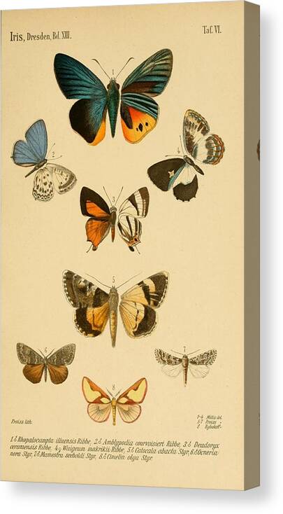 Butterfly Canvas Print featuring the mixed media Antique Butterfly Illustrations by World Art Collective