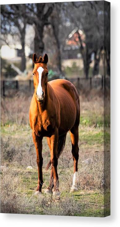 Horse Canvas Print featuring the photograph Bay Horse 4 by C Winslow Shafer