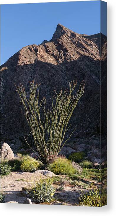 San Diego Canvas Print featuring the photograph Blooming Ocotillo and Palm Canyon Peak by William Dunigan