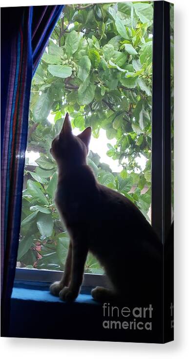 Kitten Canvas Print featuring the photograph Caressed By The Light by Rosanne Licciardi