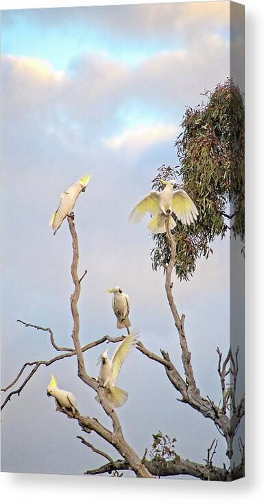 Australia Canvas Print featuring the photograph Cockatoos 3- Canberra - Australia by Steven Ralser