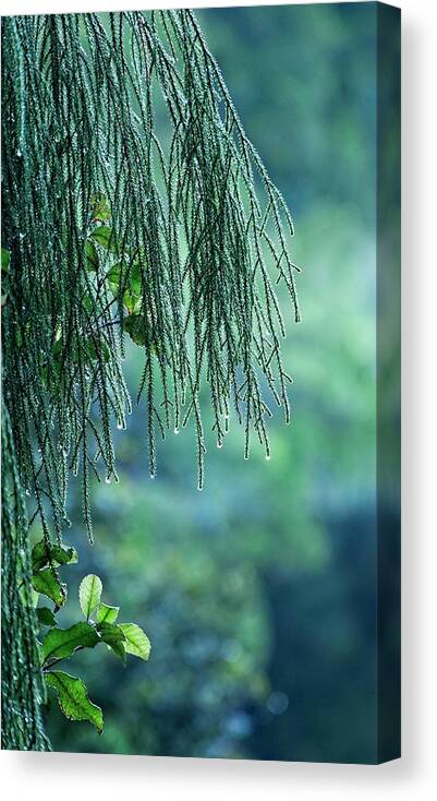 New Zealand Canvas Print featuring the photograph Conifer Tree at Dawn, New Zealand by Steven Ralser