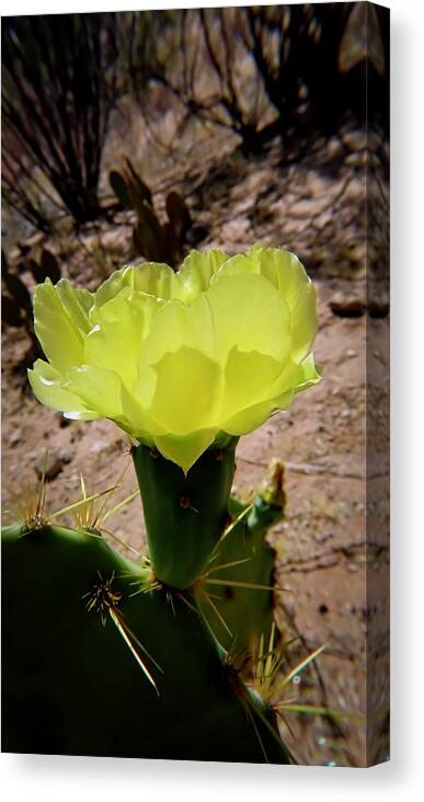 American Southwest Canvas Print featuring the photograph Desert Bloom by Judy Kennedy
