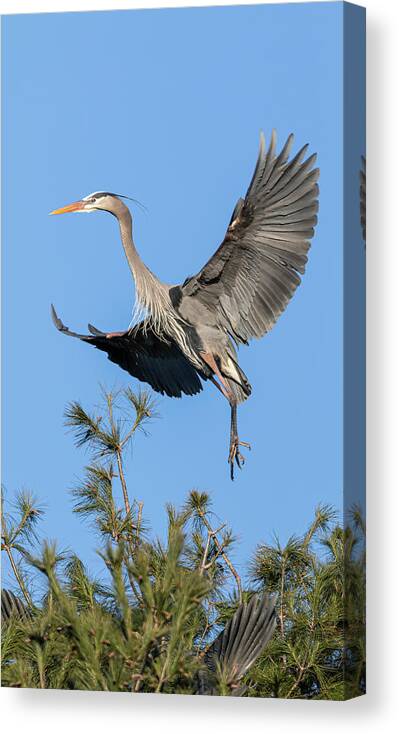 Great Blue Heron Canvas Print featuring the photograph Great Blue Heron 2021-1 by Thomas Young
