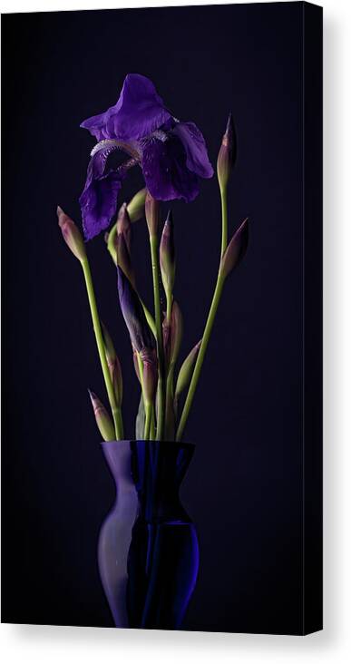 Purple Canvas Print featuring the photograph Iris by Holly Ross