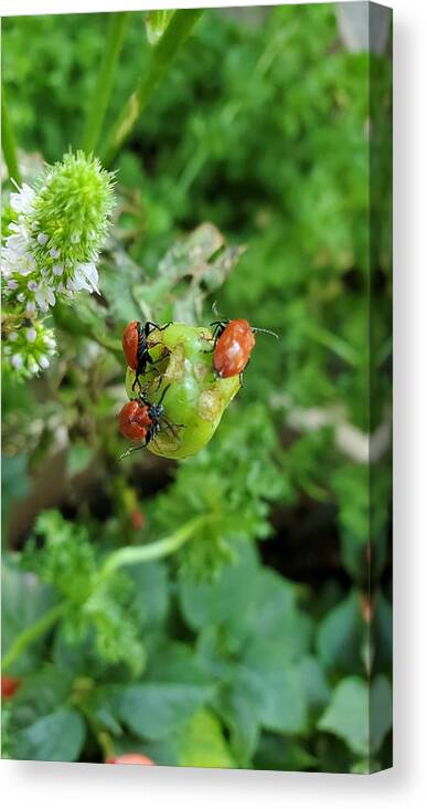 Ladybugs Canvas Print featuring the photograph LadyBugs Feeding by Stacie Siemsen
