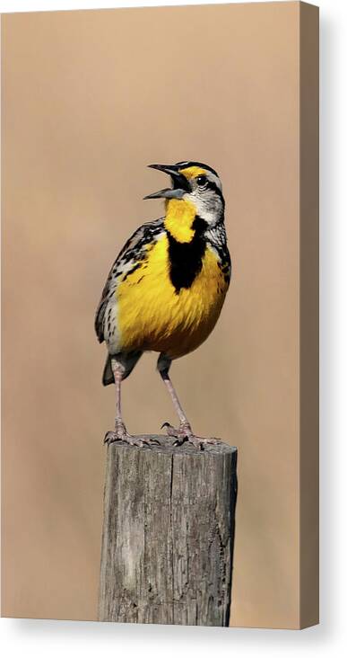 Meadowlark Canvas Print featuring the photograph Meadowlark Trilogy 3 by HH Photography of Florida