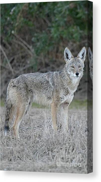 Coyote Canvas Print featuring the digital art Observant by Tammy Keyes