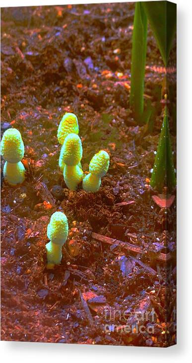 Mushrooms Fungus Fungi Canvas Print featuring the pyrography Overnight Visitors by Glenn Hernandez
