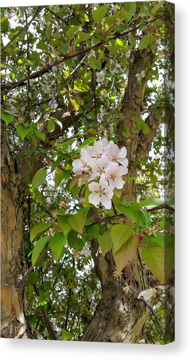 Blossoms Canvas Print featuring the photograph Pretty Cluster by Amanda R Wright