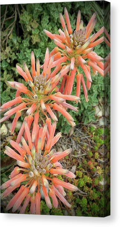 Gay Urban Flowers Canvas Print featuring the digital art Succulent by John Waiblinger