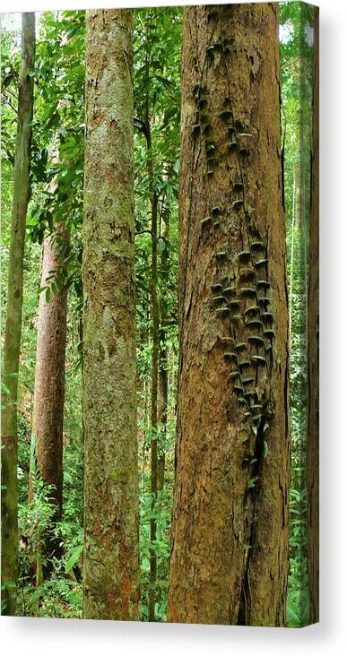 Tropical Forest Canvas Print featuring the photograph Tropical Forest 1 by Robert Bociaga