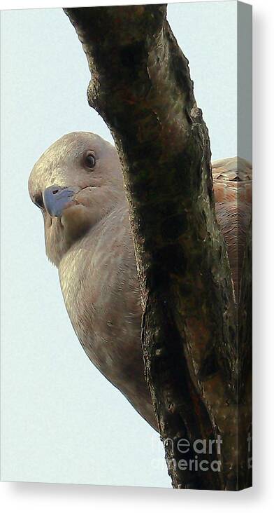 Seagull Canvas Print featuring the photograph Unmitigated Gull by Kimberly Furey